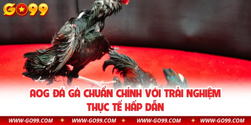 AOG Đá Gà Chuẩn Chỉnh Với Trải Nghiệm Thực Tế Hấp Dẫn
