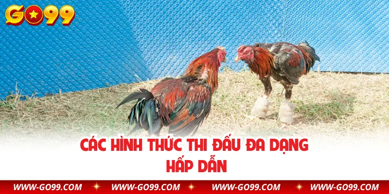 Các hình thức thi đấu đa dạng hấp dẫn